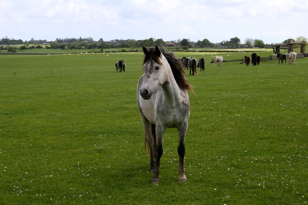 connemara pony ireland dartfield